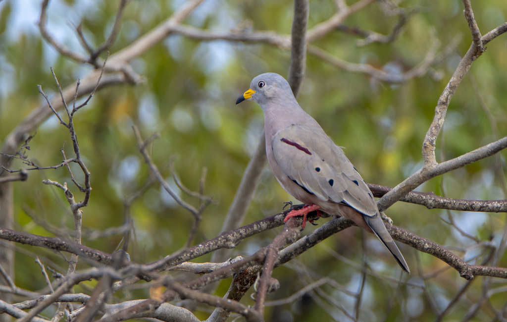 Croaking Ground Dove