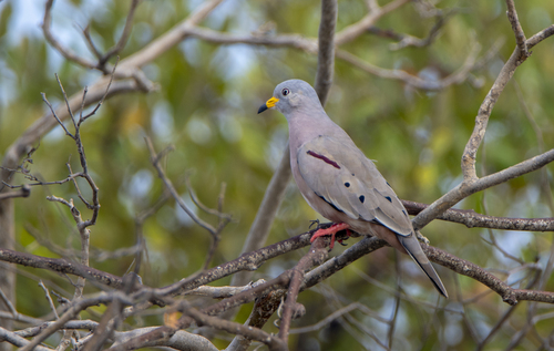 Croaking Ground Dove