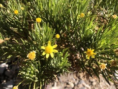 Euryops arabicus