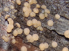 Hydropisphaera peziza