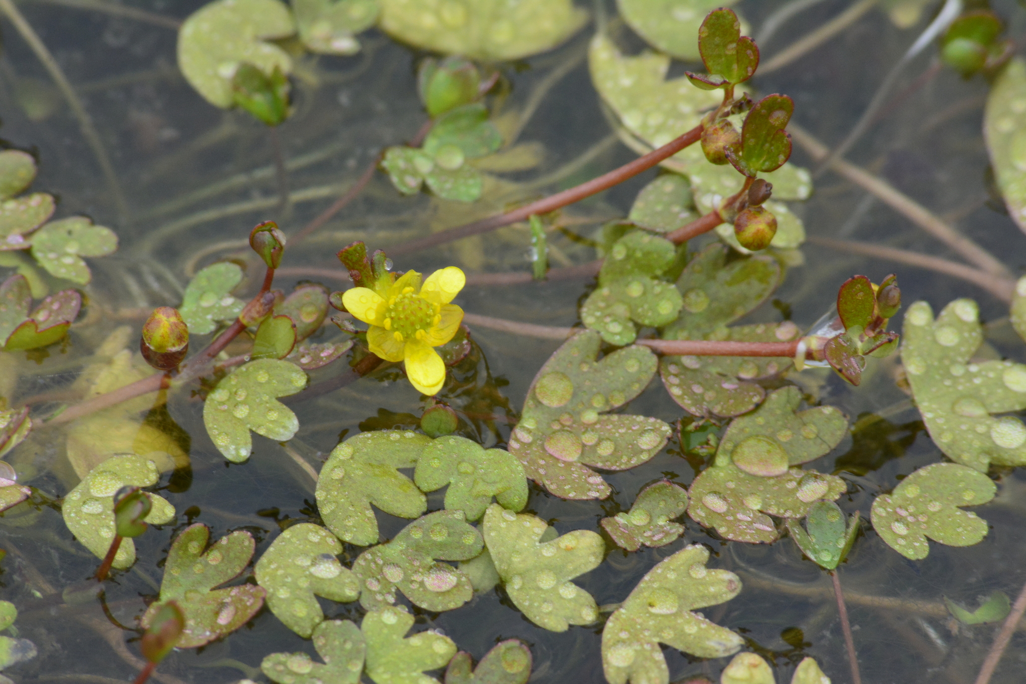 Ranunculus hyperboreus
