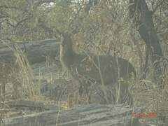 Kobus ellipsiprymnus defassa