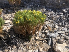 Euryops arabicus