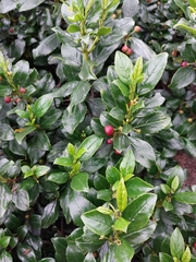 Rhamnus prinoides