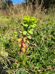 Euphorbia helioscopia