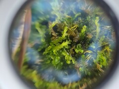 Cephalozia bicuspidata