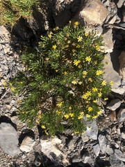 Euryops arabicus