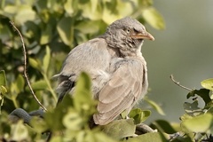 Argya striata