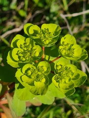 Euphorbia helioscopia