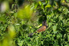 Centropus bengalensis