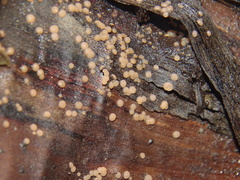 Hydropisphaera peziza