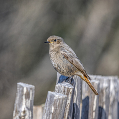 Phoenicurus ochruros