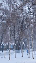 Betula
