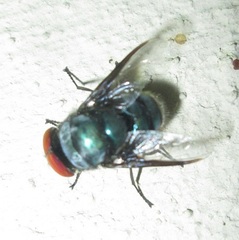 Chrysomya marginalis