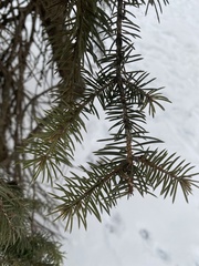 Pinopsida