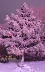 Pinus