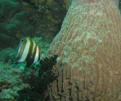 Coradion melanopus