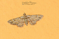 Gymnoscelis rufifasciata