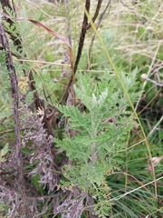 Artemisia afra
