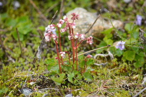 Image of Micranthes nudicaulis by no rights reserved