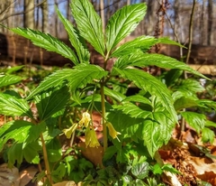 Cardamine enneaphyllos