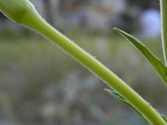 Oenothera stucchii