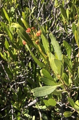 Dodonaea viscosa