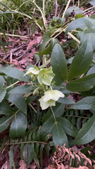 Helleborus