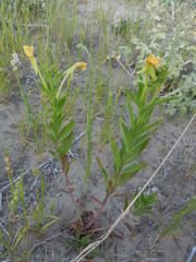 Oenothera stucchii