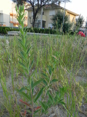 Oenothera stucchii