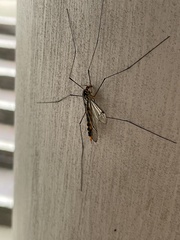 Nephrotoma flavipalpis