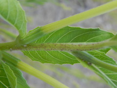 Oenothera stucchii