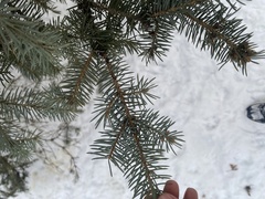 Pinopsida