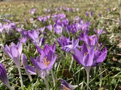 Crocus tommasinianus