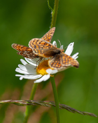 Melitaea athalia