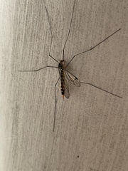 Nephrotoma flavipalpis