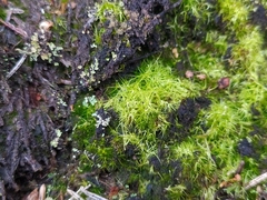 Campylopus flexuosus