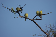 Treron phoenicopterus