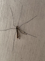 Nephrotoma flavipalpis