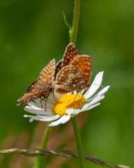 Melitaea athalia