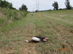 Alopochen aegyptiaca