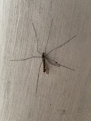 Nephrotoma flavipalpis
