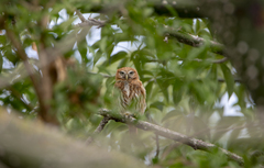 Glaucidium peruanum