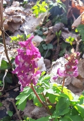 Corydalis cava