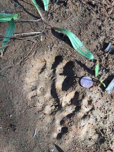 Mountain Lion Tracks – Naturetracking