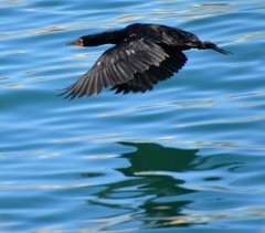 Microcarbo coronatus