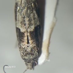 Epinotia nisella