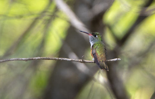 Amazilia Hummingbird (Green-tailed)