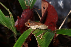 Scinax ruberoculatus