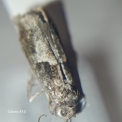 Epinotia nisella
